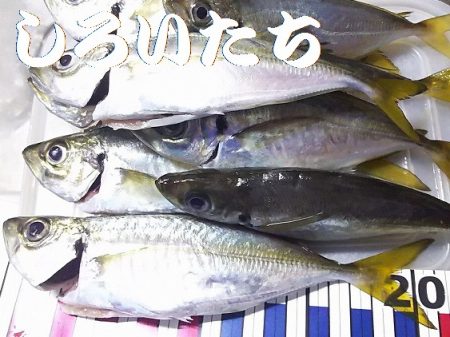 今日のアジ釣りは厳しかった。